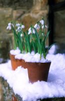Row of Galanthus elwesii - Snowdrops in terracotta pots on snow covered windowsill
