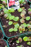 Begonia 'Organdy Mix' seedlings 