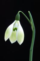 Galanthus 'Cowhouse Green' 