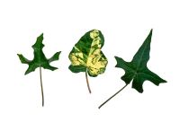 Left to Right - Hedera helix 'Maple Leaf, Hedera helix 'Midas Touch' and Hedera Helix 'Jasper'