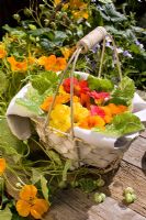 Wire basket filled with edible nasturtium flowers, leaves and seeds - Tropaeolum 'Alaska'