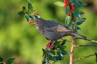 Turdus merula - Female blackbird perched in tree with holly berry