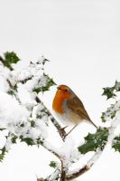 Erithacus rubecula - Robin perching in snow covered holly