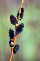 Salix gracilistyla 'Melanostachys' - Japanese Pussy Willow 
