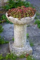 Sempervivum planted in old stone birdbath - Wellfield Barn, Wells, Somerset 