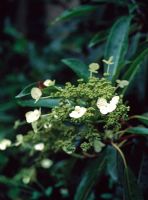 Hydrangeaceae seratifolia