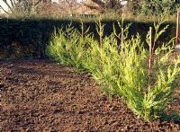 Planting a hedge of Cupressocyparis leyandii 'Olive's Green'