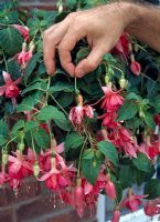 Fuchsia - Pick off dead flowers and seed pods 