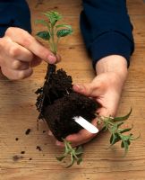 Fuchsia 'Phyllis' - Splitting off cuttings to pot up