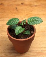 Fuchsia 'Phyllis' - Pinching out plant 