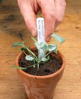 Adding label to Dichodra 'Silver Falls' planting in terracotta pot