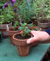 Fuchsia 'Phyllis' - Placing potted up young plant a greenhouse bench