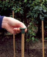 Planting out Dahlia 'Ezau' - Putting safety caps on stakes