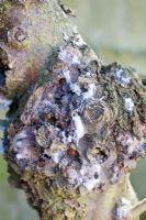 Eriosoma lanigerum - Wooly aphid damage on apple tree