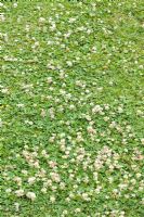 Trifolium repens - White Clover in Lawn