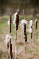 Typha angustifolia - Reed mace