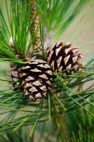 Pinus - Pine cones