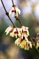 Chimonanthus Praecox - Winter sweet