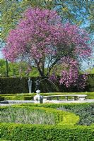 Queen's Garden at Kew showing Cercis siliquastrum - Judas Tree in blossom