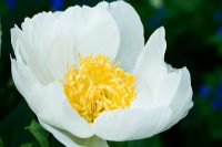 Paeonia lactiflora 'Krinkled White' - Peony 