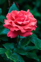 Rosa 'Fragrant Cloud' - Very fragrant rose