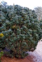 Pinus pumila 'Compacta', Dwarf Siberian Pine