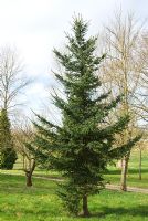 Picea glehnii - Sakhalin Spruce