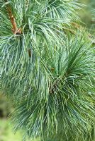 Pinus koraiensis 'Silver Lining'
