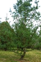 Pinus armandii var. mastersiana