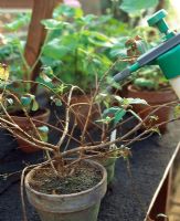 Fuchsia - Misting to encourage re-growth