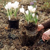 Planting out Crocus vernus subsp. albiflorus 'Jeanne d'Arc' bulbs grown in pots