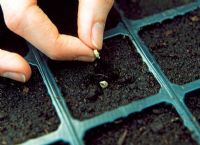 Sowing Calendula seeds - Sowing in modules 