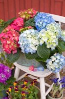 Hydrangea in container on wooden chair with pots of Primula, Viola and Iris 