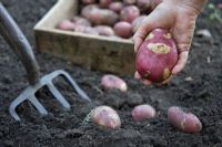 Harvesting potatoes 'Smile'