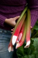 Woman with handful of harvested rhubarb 'Timperly Early'