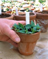 Placing potted cuttings from Fuchsia 'La Campanella' ona greenhouse bench