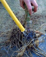 Lifting Dahlia 'Lucky Strike' tubers - Washing soil off tubers 