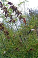 Elegia capensis - Greystones, Cornwall