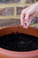Adding fertiliser to pot of compost