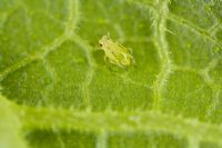 Leaf of courgette plant with greenfly