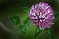 Trifolium pratense - Red Clover