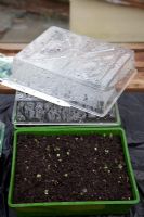 Emerging Brassica seedlings in protected seed tray in greenhouse