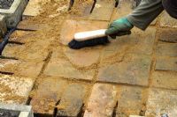 Laying a brick pathway inbetween raised beds - Man sweeping sand into cracks inbetween bricks