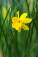 Narcissus rupicola ssp rupocola