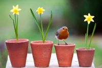Erithacus rubecula - European Robin sitting on small flowerpots with daffodils