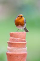 Erithacus rubecula - European Robin sitting on stack of small flowerpots