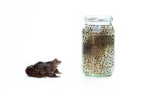 Rana temporaria - Common frog and a jar of frog spawn 