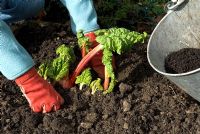 Woman firming soil and compost around newly planted root of rhubarb