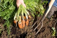 Lifting carrots grown from multiseeded pots