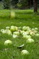 Collecting fallen windfall apples